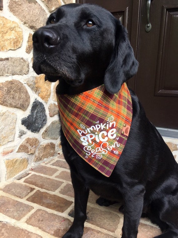 thanksgiving dog bandana