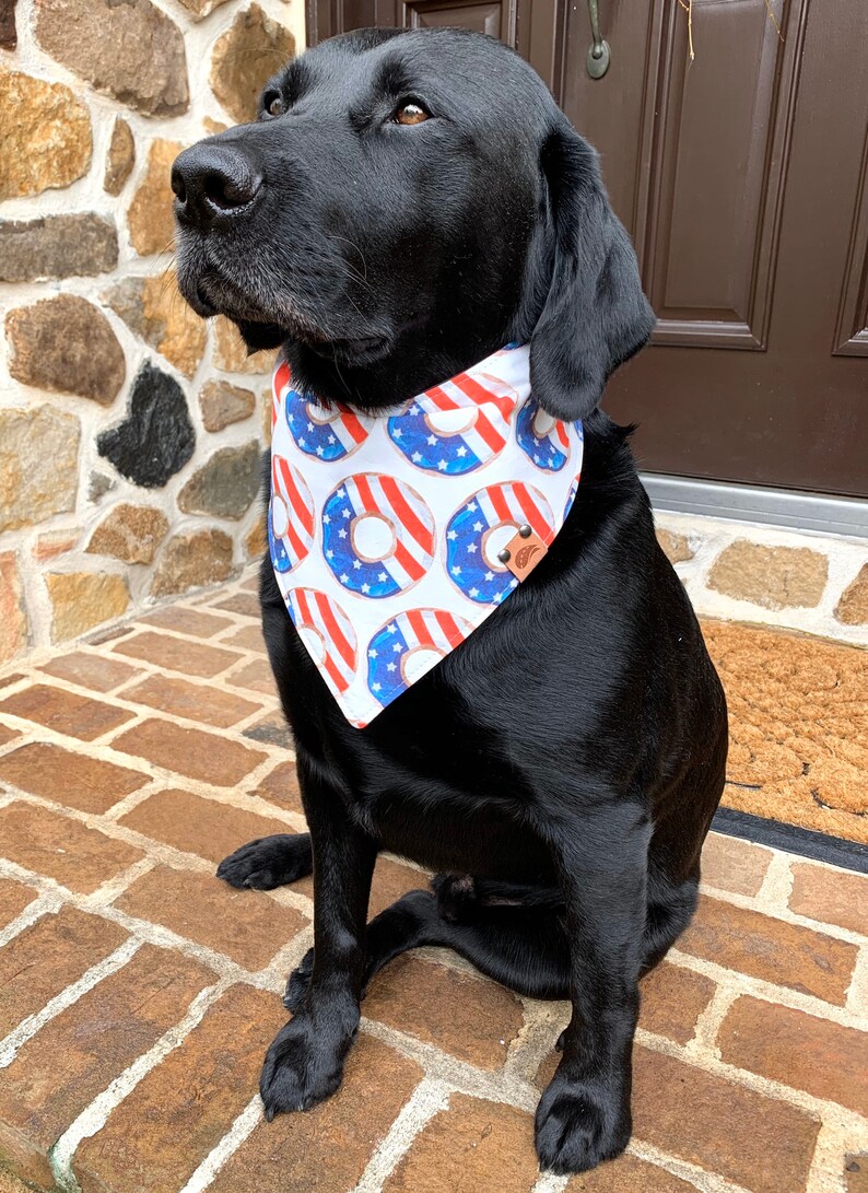 May include: A black Labrador Retriever wearing a white bandana with a red, white, and blue donut pattern. The bandana has a brown leather tag with a small logo.