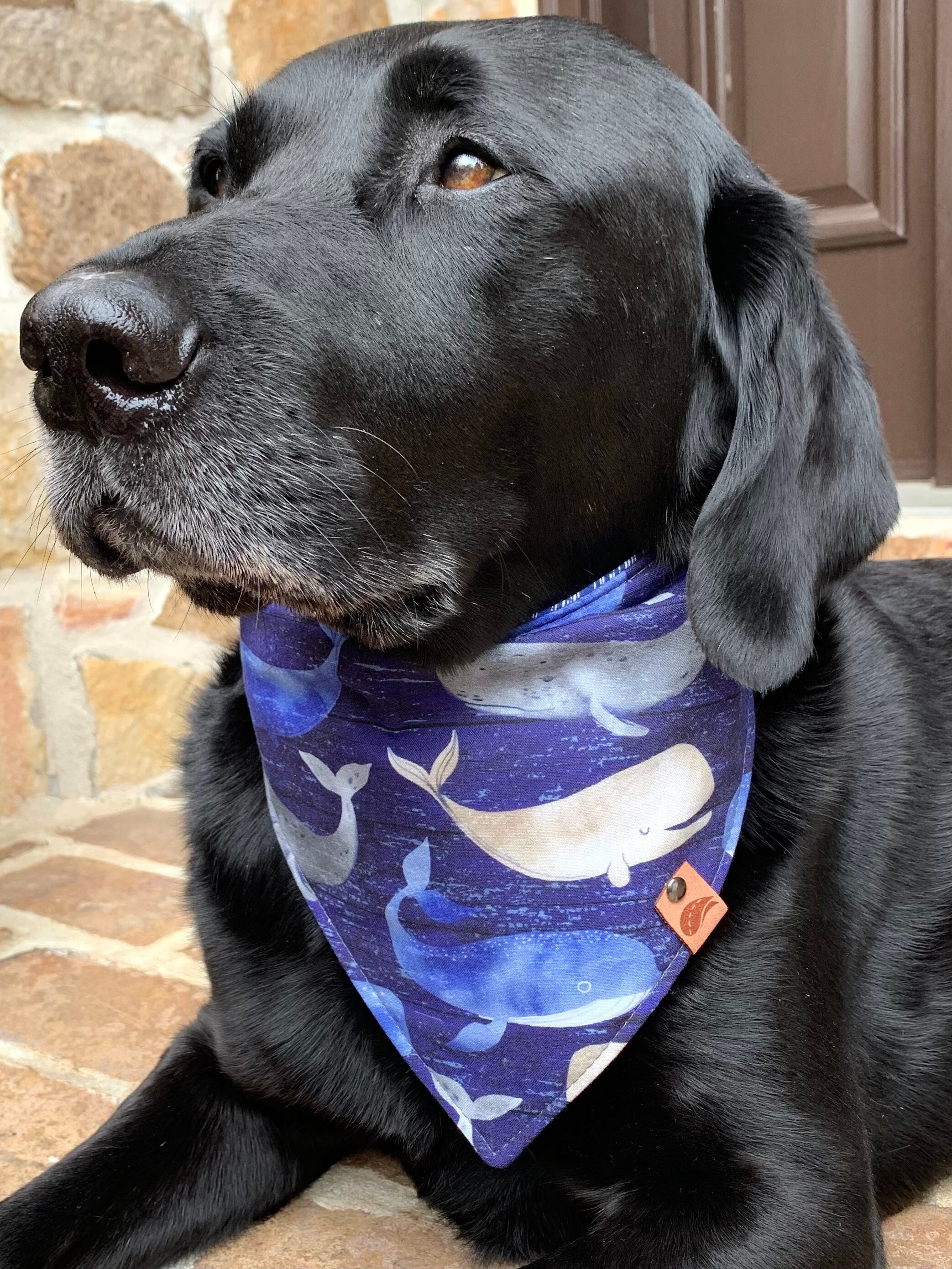 Dog with hot sale blue bandana