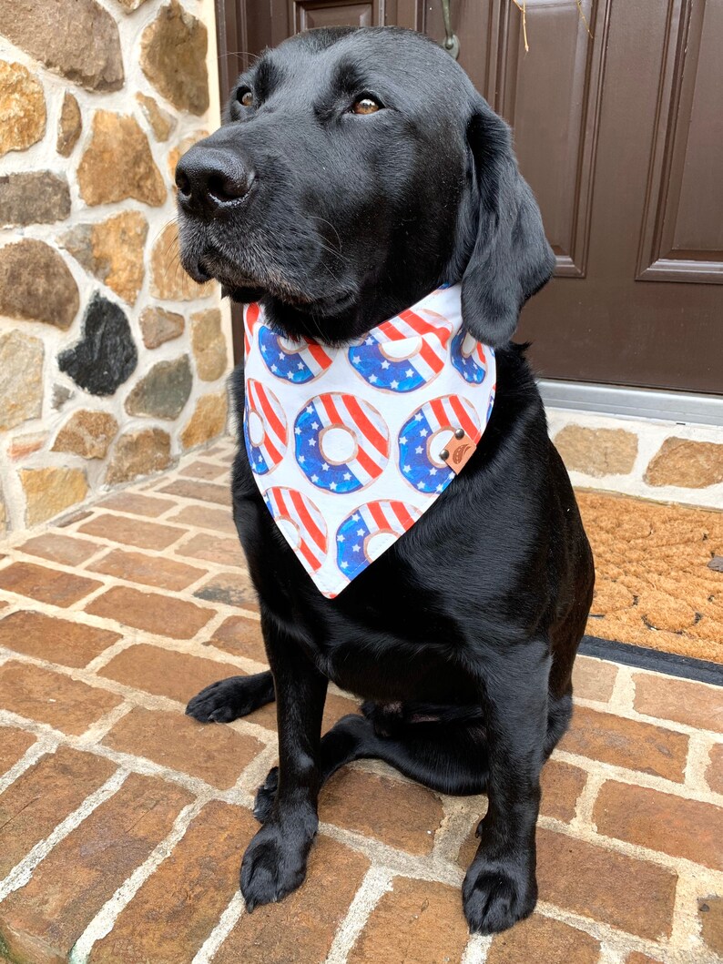 May include: A black Labrador Retriever dog wearing a white bandana with a red, white, and blue donut pattern. The bandana has a brown leather tag with the word "Donut" on it.