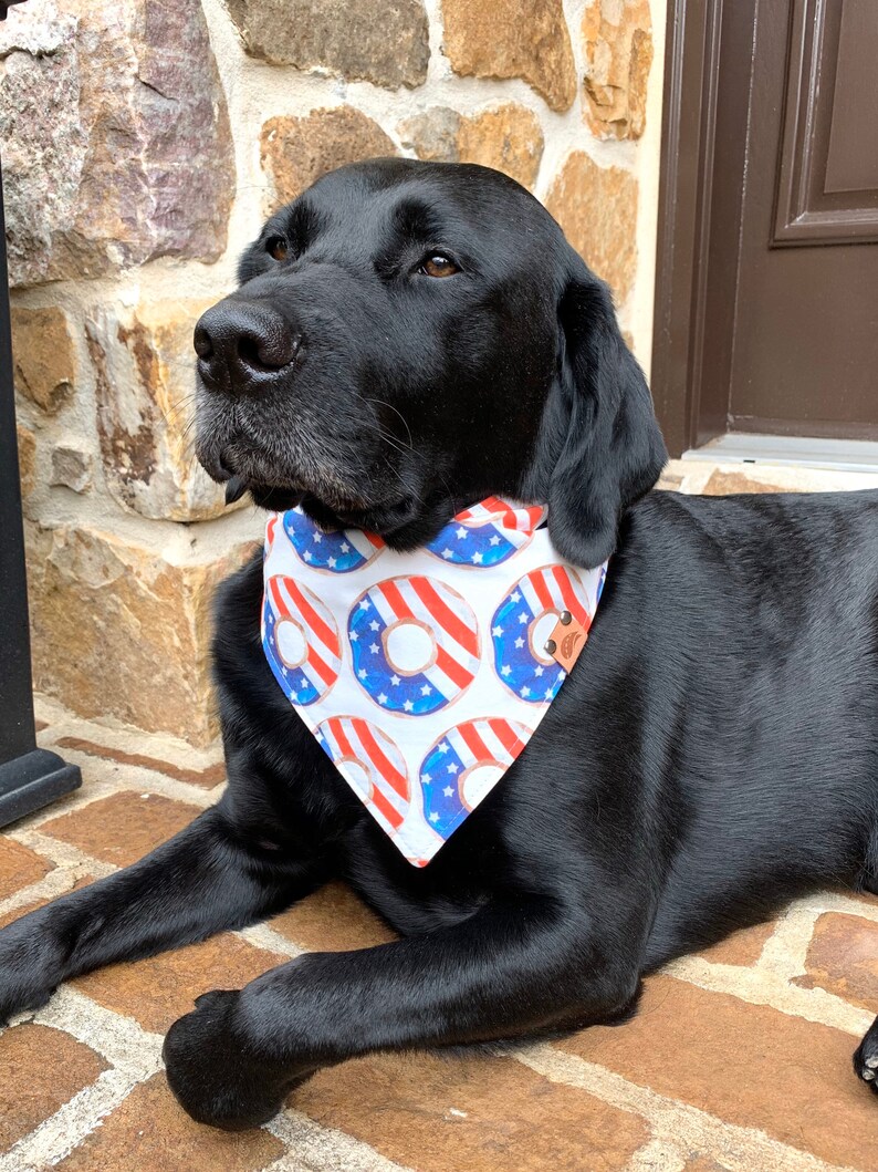 May include: A black Labrador Retriever dog wearing a white bandana with a red, white, and blue donut pattern. The bandana has a small brown bear logo on the bottom right corner.
