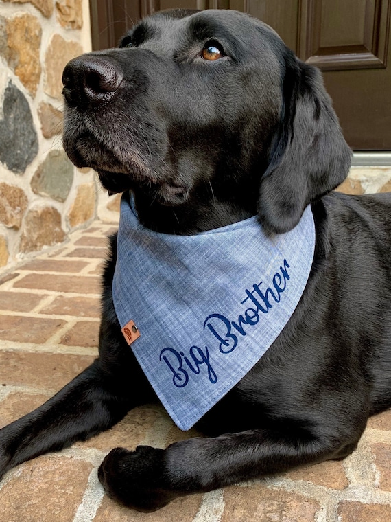 Big Brother Gift Puppy Big Brother Gift Puppy