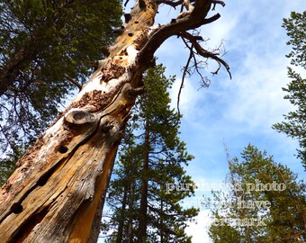 Rustic cabin decor | Etsy