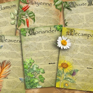 Medicinal Herb Prints: Illustrated Apothecary Pages (Digital Download)