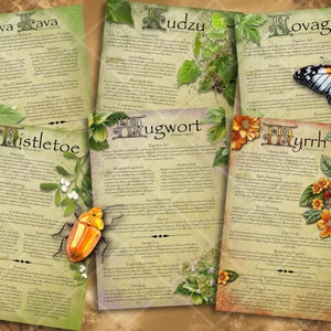 Medicinal Herb Illustrated Pages: Natural Remedy Apothecary Set (PDF)