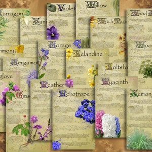 Páginas del Libro de las Sombras de Magic Herbs Paquete 4. Conjuntos 10-12. 18 hierbas mágicas. A4, A5, Grimorio de letras estadounidenses. Sabiduría ilustrada del boticario de la bruja
