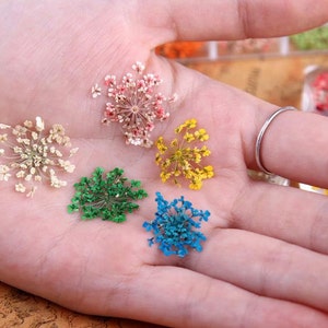 Puede incluir: Seis pequeños racimos de flores secas en varios colores, incluyendo blanco, rosa, amarillo, verde y azul. Las flores están dispuestas en una mano.