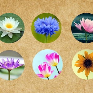 Hermoso loto, flores 6pcs cabujones redondos de vidrio, cabujón de vidrio de alta calidad, vidrio de la foto transparente, 12 mm, 14 mm, 16 mm, 18 mm, 20 mm, 25 mm, 30 mm-br012