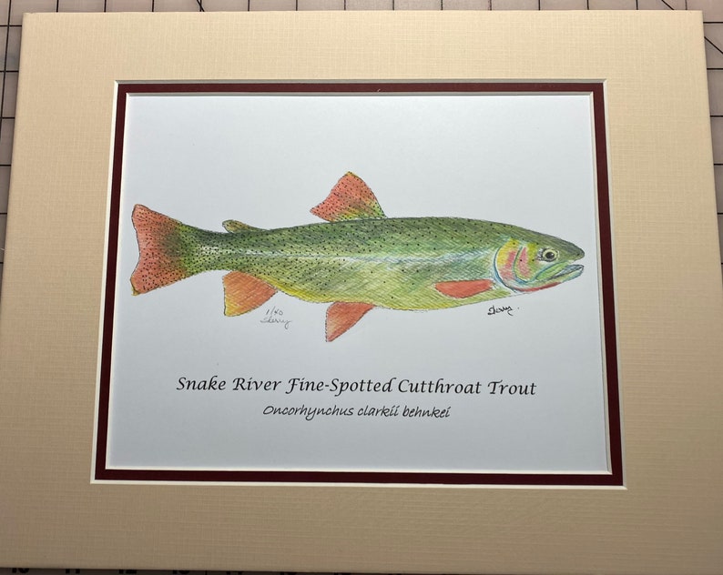 Snake River Fine-Spotted Cutthroat Trout