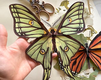 インドネシアの Paracyphocrania major - ID 巨大なナナフシの黄色い羽