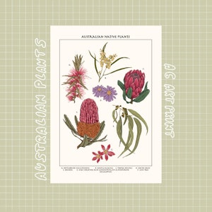 Retro australian plant natives science art print postcard [ small, minimal, cottagecore, whimsical, village ]