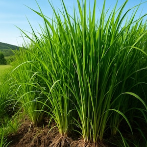 Vetiver grass - Etsy 日本 Vetiver grass - Etsy 日本