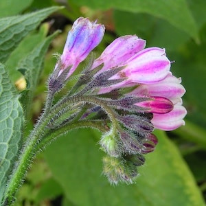Bocking 14 Russian comfrey root cuttings - 12 pcs