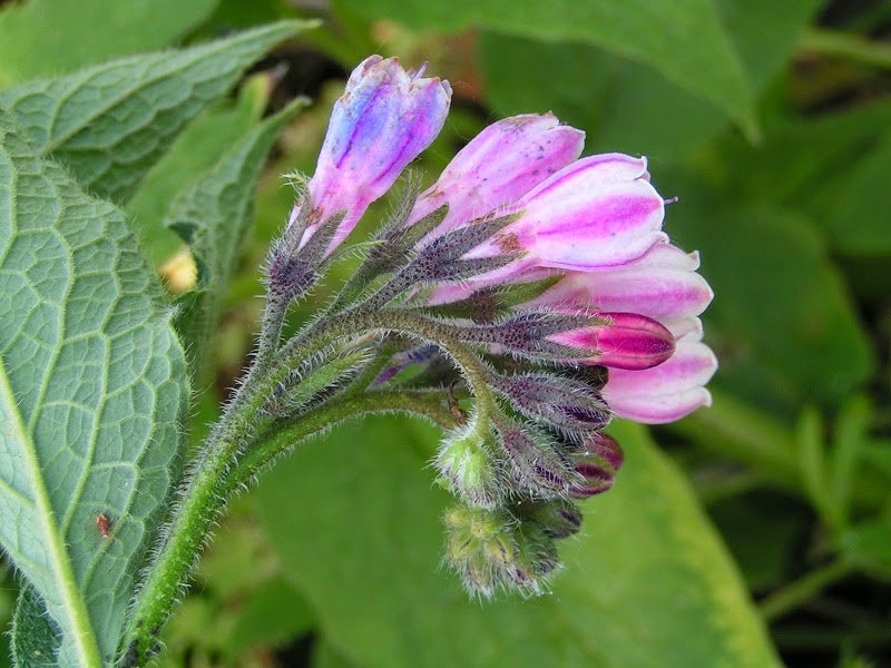 Bocking 14 Russian comfrey root cuttings - 12 pcs