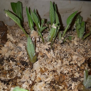 Russian Comfrey Root Crown Split Bocking 14 - Etsy