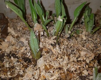Russian Comfrey Root Crown Split - Bocking 14