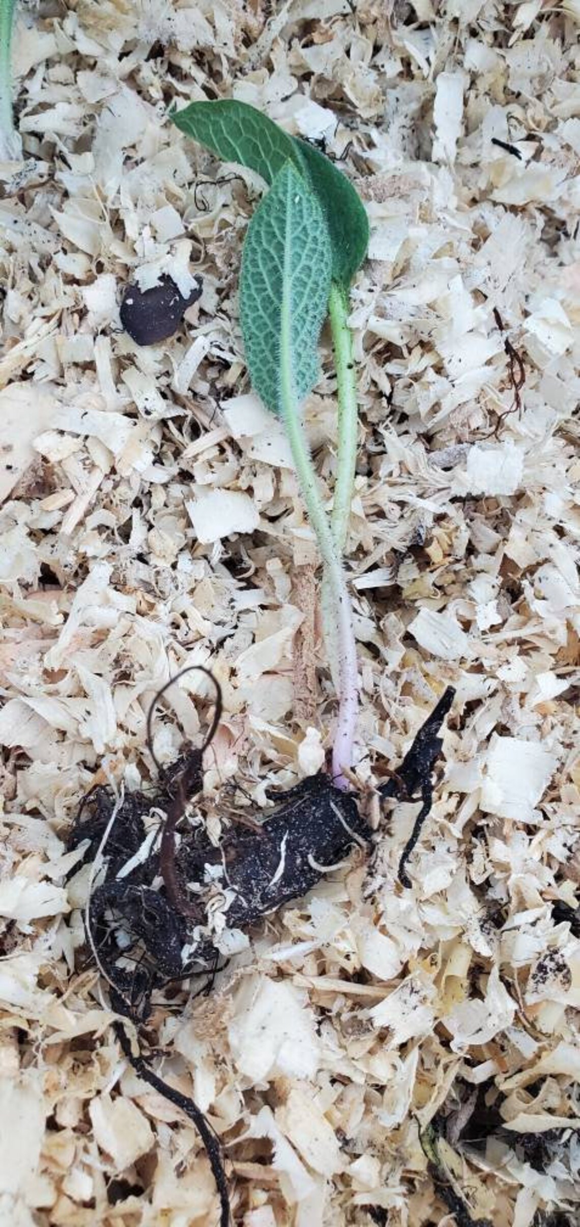 Russian Comfrey Root Crown Split Bocking 14 - Etsy