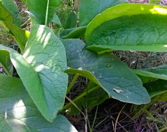 Russian Comfrey 25 root cuttings for growing your own
