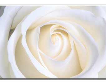White Rose Flower Print on Canvas 36 "x 24" x 1.5"