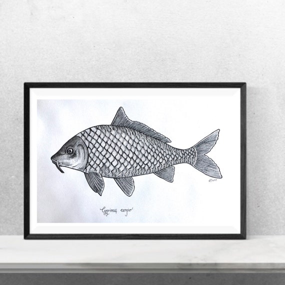 Buy Carp Fish Illustration Black White Drawing Underwater Painting Gift for  Fisherman Gift for Him Wood House Decor Art for Mancave Custom Gift Online  in India 