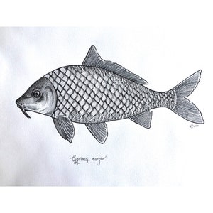 Könnte beinhalten: Eine Schwarzweiß-Zeichnung eines Karpfenfisches mit dem Text "Cyprinus carpio" darunter. Der Fisch ist detailliert gezeichnet und zeigt seine Schuppen und Flossen.