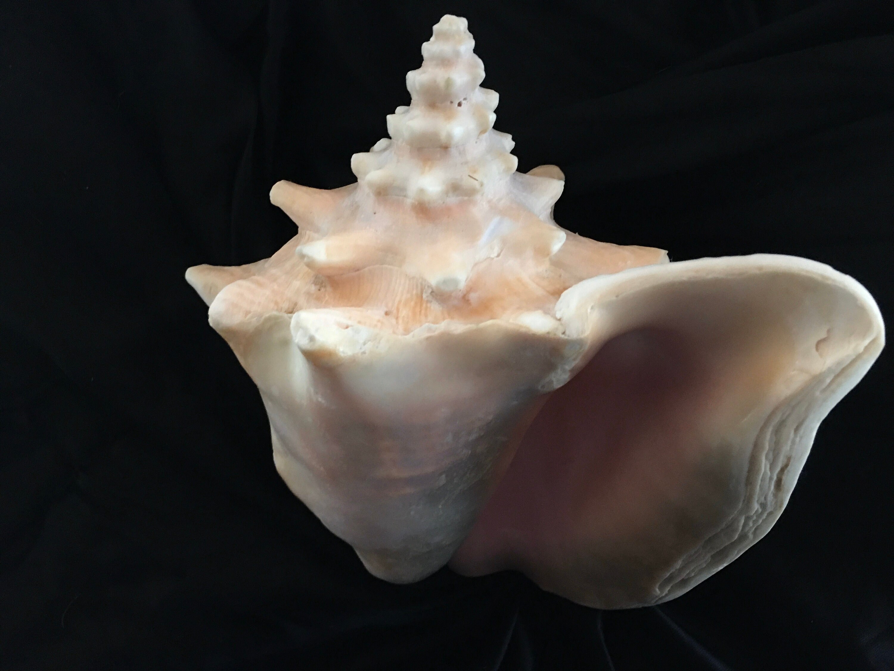 Queen Conch Shell for sale Only 3 left at 75