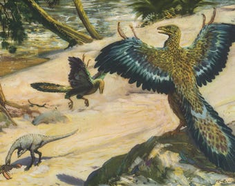 1956 "Archaeopteryx" Vintage Lithograph w/optional mat - Zdeněk Burian Paleoart Illustration