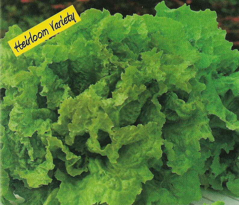Black Seeded Simpson Lettuce Seeds