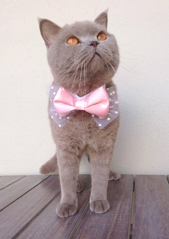 cat bow tie collar