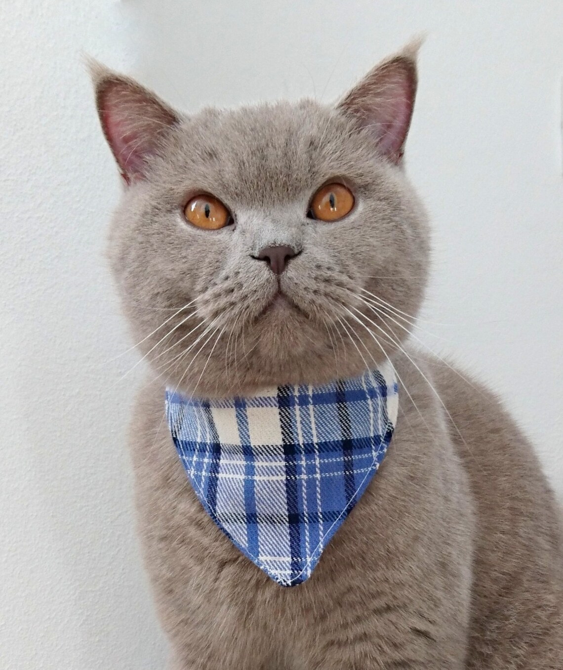 Cat Bandana Cat Collar Cat Scarf Pet Scarf Dog Bandana Etsy
