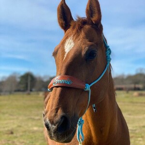 Pu&ograve; includere: Un cavallo marrone con una stella bianca sulla fronte che indossa un guinzaglio di corda blu chiaro con un nasello in pelle marrone che dice "Emmy" in lettere argentate.