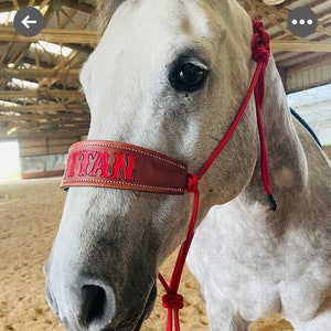 Pu&ograve; includere: Un cavallo bianco con un guinzaglio di corda rosso e un nasello in pelle marrone che dice "TITAN" in lettere rosse.