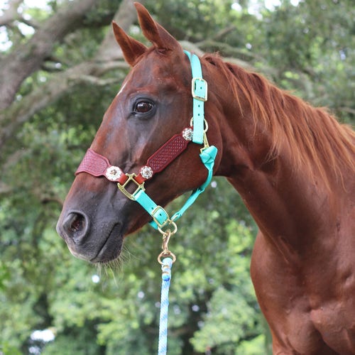 Licol en cuir repoussé à la main avec conchos personnalisés