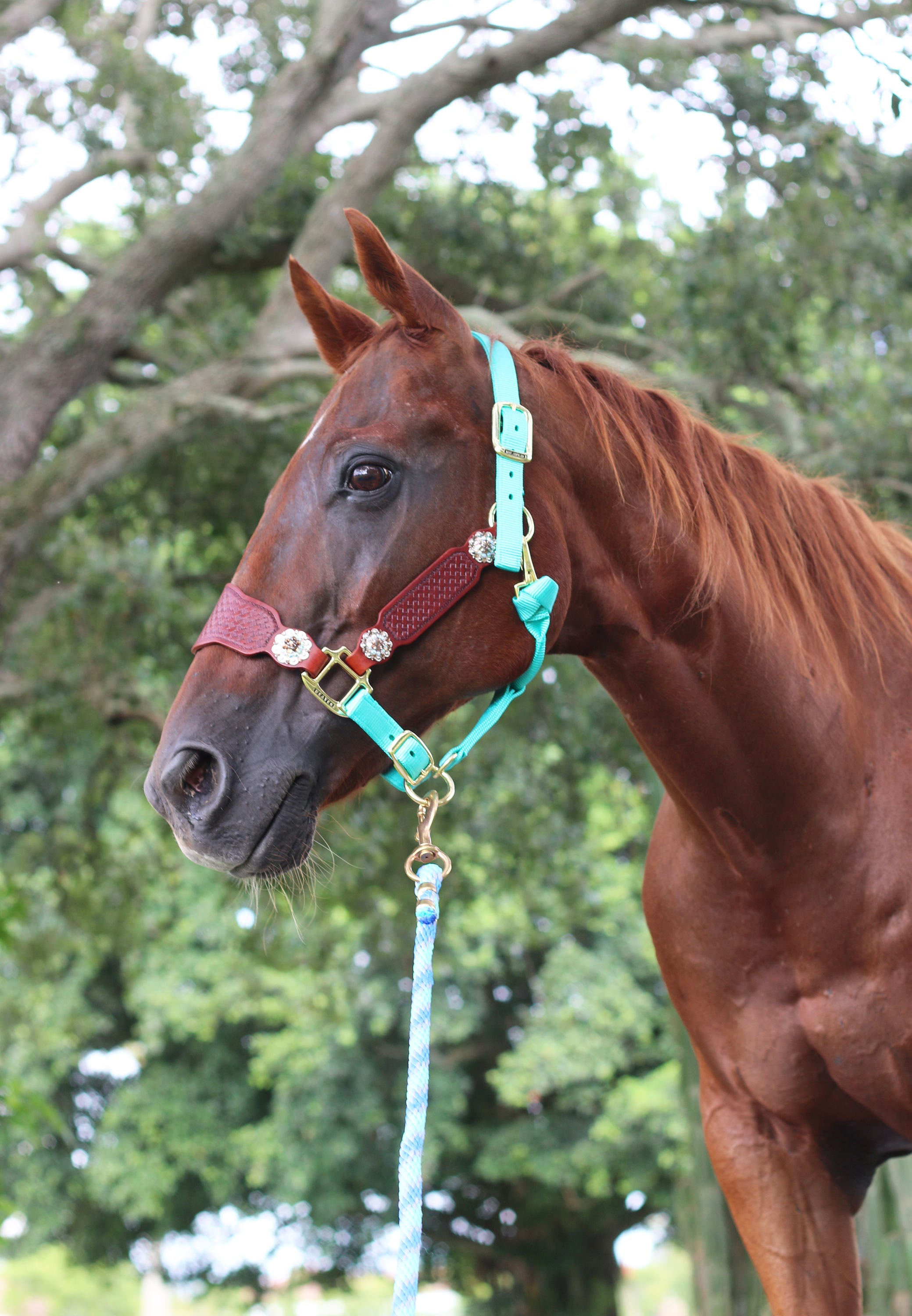 Louis Vuitton noseband bronc halter LV  Western pleasure horses, Horse  show clothes, English horse tack