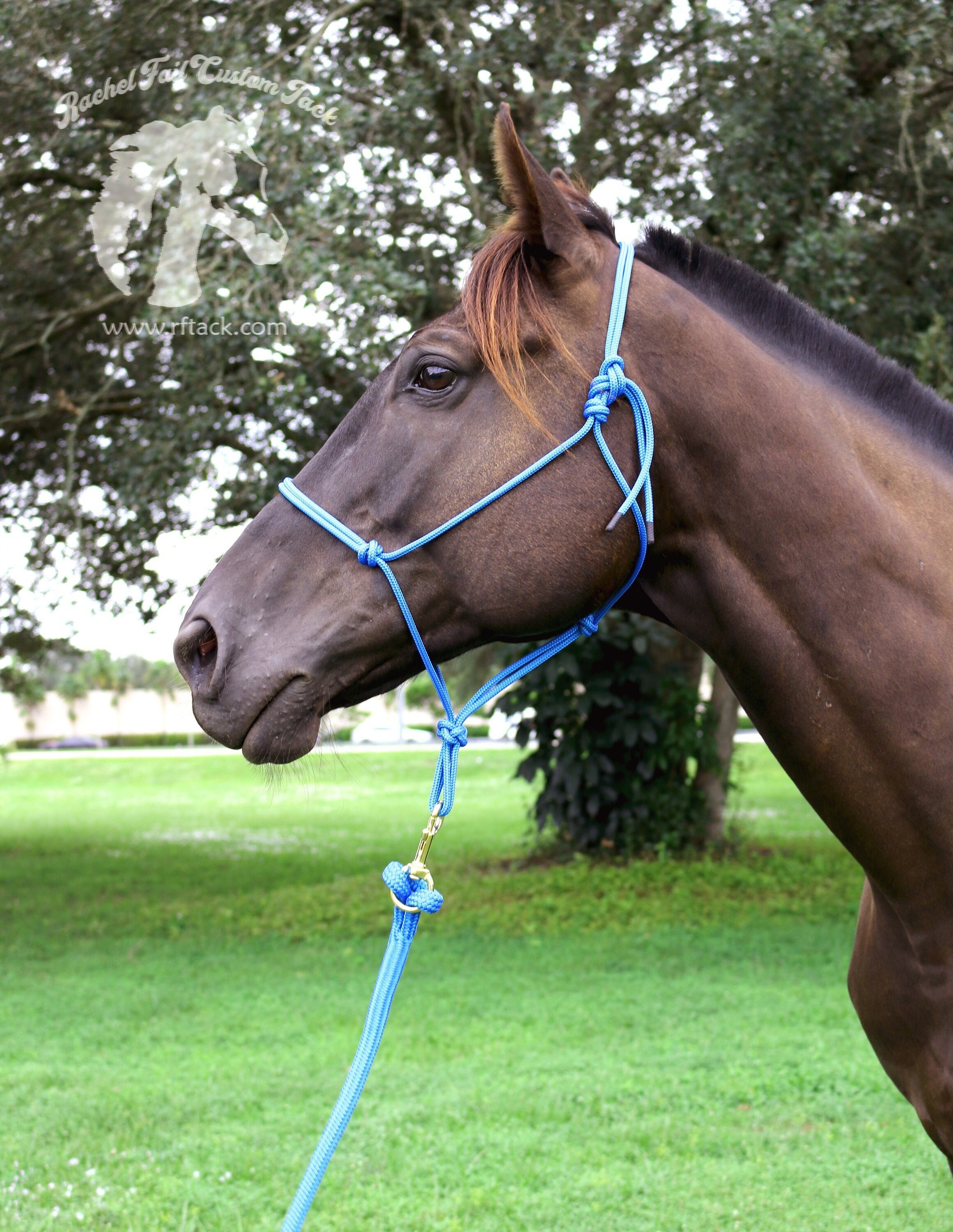 Yacht Rope Halter With Clinician Style Heavy Yacht Lead Rope Etsy