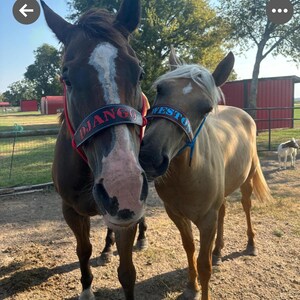 Skinny Bronc Poly Rope Halter - Etsy