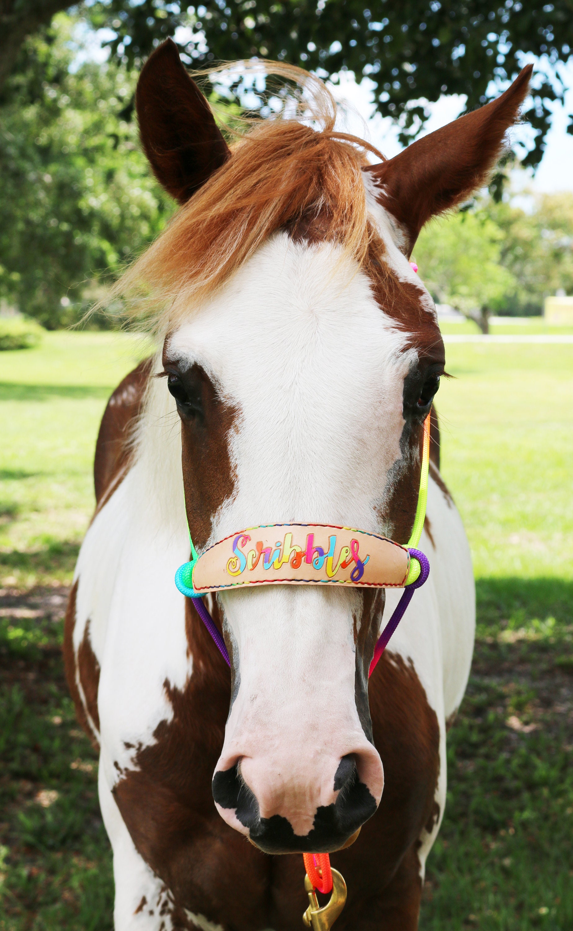 Rainbow Skinny Bronc Rope Halter and Lead - Rainbow Lettering - Etsy
