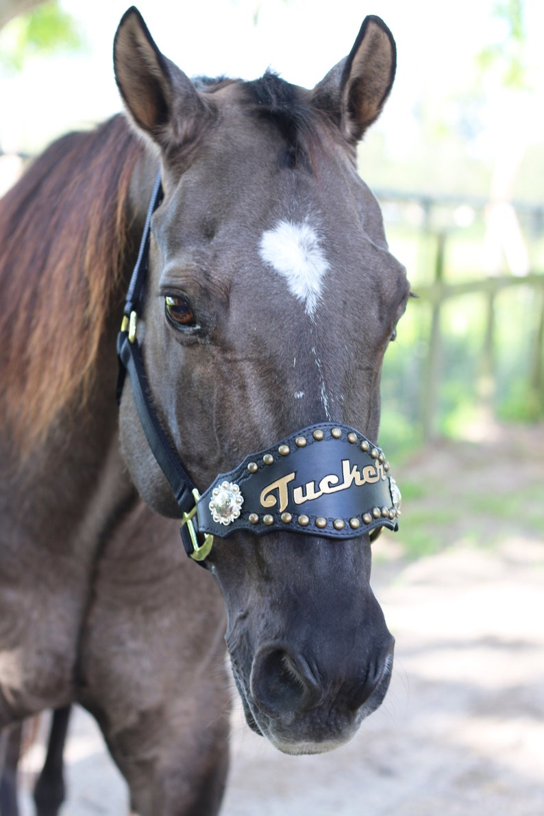 Slanted Text Bronc Halter Noseband includes Rivets and Etsy Canada