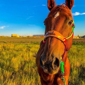 Pu&ograve; includere: Primo piano di un cavallo marrone con una stella bianca sulla fronte. Il cavallo indossa un cavezza in pelle con il nome "Samba" scritto su di essa. La cavezza &egrave; attaccata a una corda di piombo colorata.