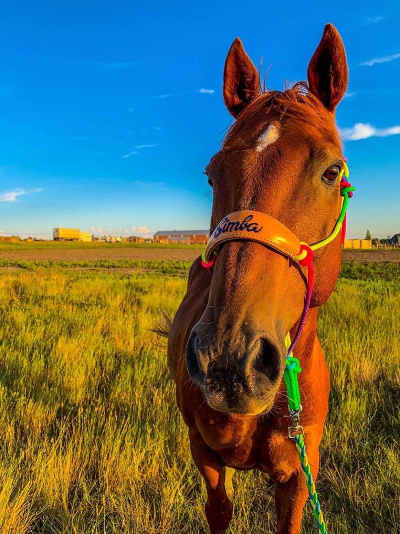 Pu&ograve; includere: Primo piano di un cavallo marrone con una stella bianca sulla fronte. Il cavallo indossa un cavezza in pelle con il nome "Samba" scritto su di essa. La cavezza &egrave; attaccata a una corda di piombo colorata.
