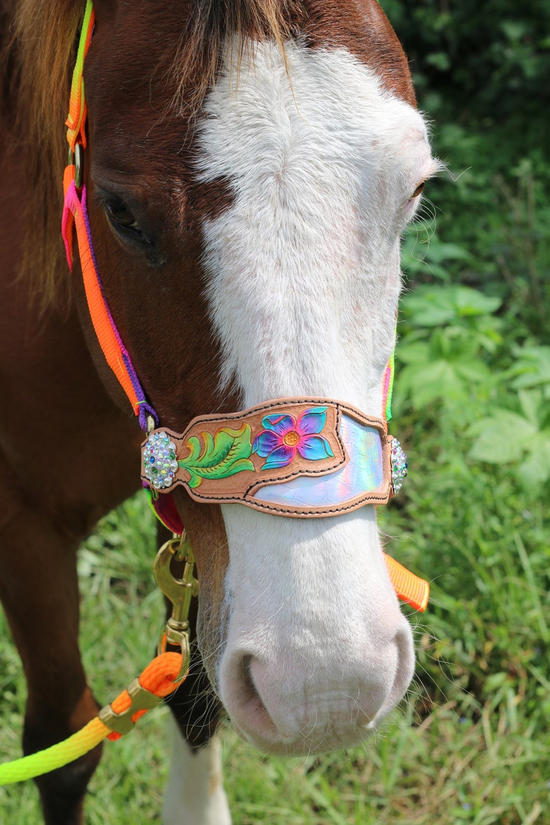 Rainbow Bronc Horse Halter Leather & Nylon /Buckle Halter Etsy
