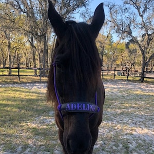 Pu&ograve; includere: Un cavallo nero con un guinzaglio viola che dice "Adeline". Il cavallo &egrave; in piedi in un campo con alberi sullo sfondo.