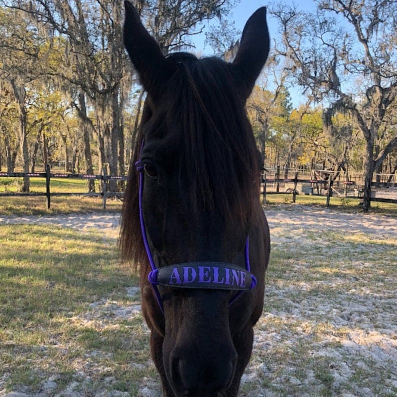 Pu&ograve; includere: Un cavallo nero con un guinzaglio viola che dice "Adeline". Il cavallo &egrave; in piedi in un campo con alberi sullo sfondo.