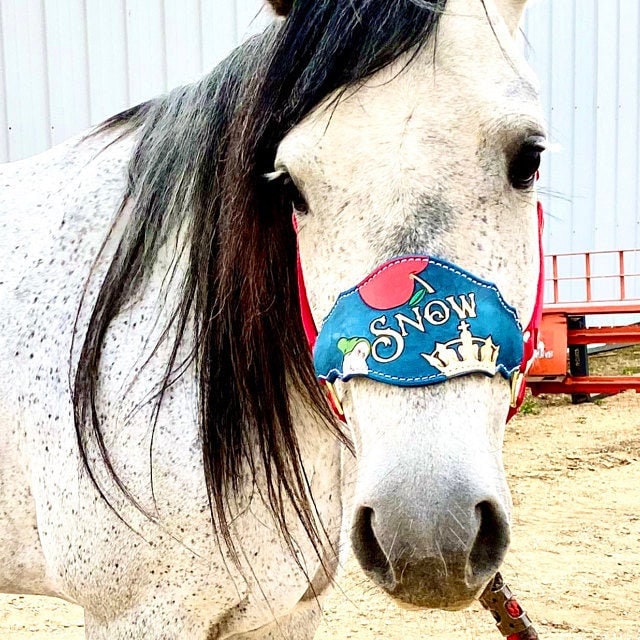 Custom Nylon Bronc Halter - Stronger Design Than Tab Style Leather Noseband