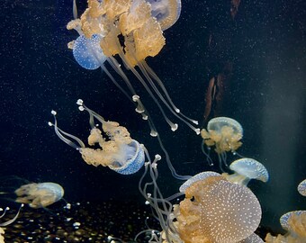 Golden jellyfish 8x10 photo