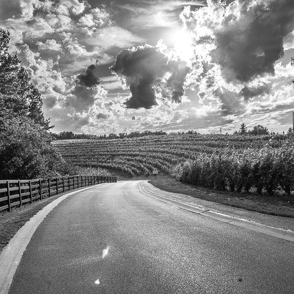 Black Star Farms Winery Vinyard in Traverse City Michigan Photo Print 18 x12