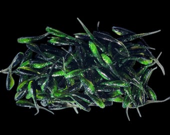 Shad Fry, Minnow Fry 2" length - Green/Midnight Flash (Green/Black w/gold,silver glitter)