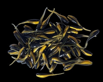 Shad Fry, Minnow Fry 2" length - Golden Shiner Flash (Gold/Black w/silver glitter)