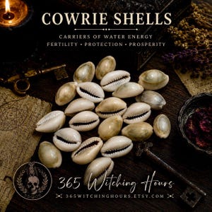 Set of 7 Cowrie Shells ~ Small, Medium Mix |Luck, Divination, Prosperity & Fertility Charm