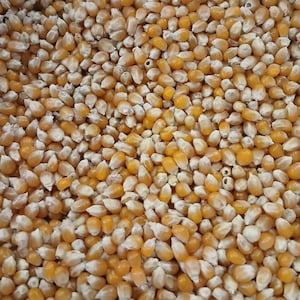 May include: Close-up of a pile of raw popcorn kernels. The kernels are a mix of yellow and white, with a smooth, oval shape. The image is well-lit, showing the texture and color variations of the kernels. The kernels are ready to be popped.